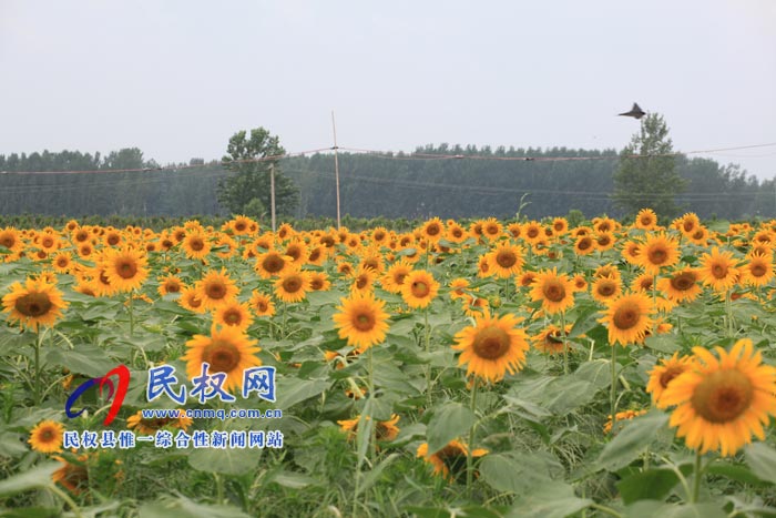 我縣黃河故道生態(tài)廊道萬余棵向日葵怒放 市民觀賞流連忘返