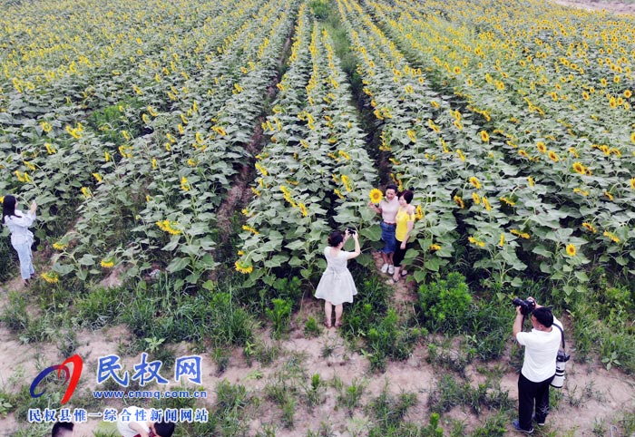 我縣黃河故道生態(tài)廊道萬余棵向日葵怒放 市民觀賞流連忘返