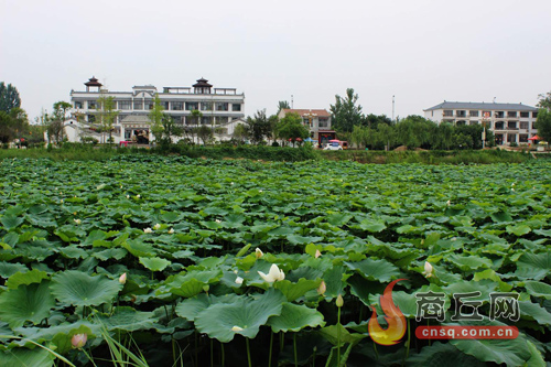 民權(quán)綠洲荷花爭(zhēng)艷