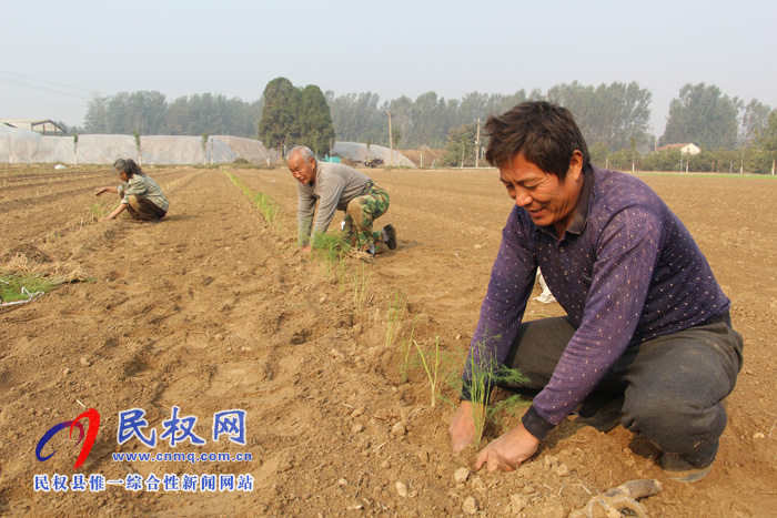 雙塔鎮(zhèn)大力發(fā)展露地蘆筍種植產(chǎn)業(yè)