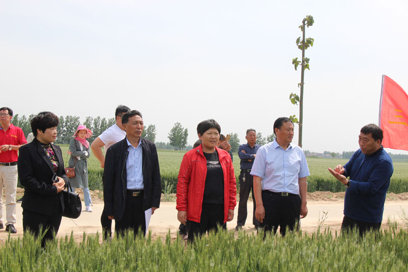 2019年商丘市優(yōu)質強筋高產小麥新品種示范現(xiàn)場觀摩會在民權召開