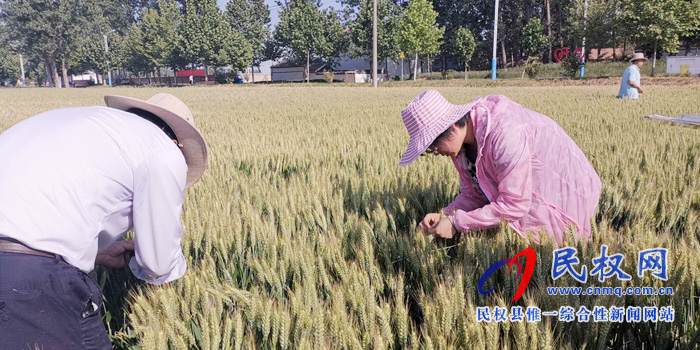 商丘市小麥測(cè)產(chǎn)專家組在民權(quán)進(jìn)行小麥測(cè)產(chǎn)