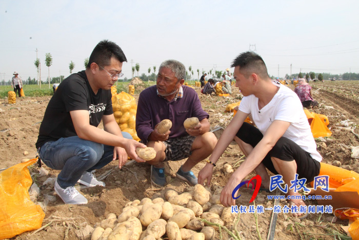 花園鄉(xiāng)3000畝馬鈴薯喜獲豐收