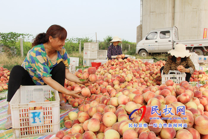 雙塔鎮(zhèn)優(yōu)質(zhì)鮮桃喜獲豐收