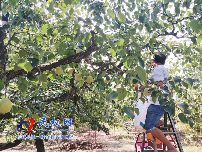 野崗鎮(zhèn)萬畝梨園迎來豐收時(shí)節(jié)