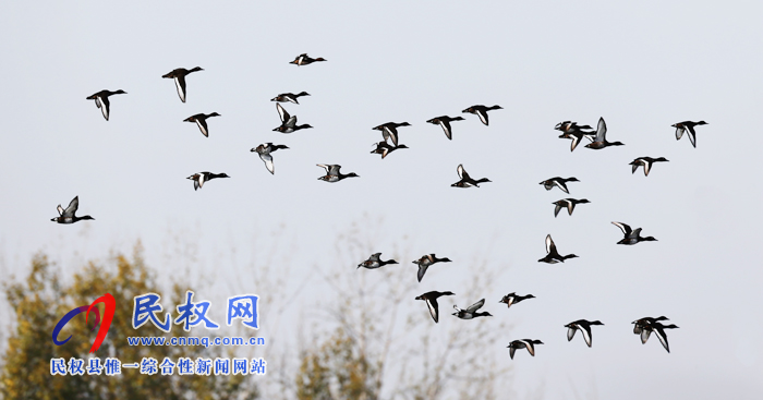 專題|聚焦黃河故道生態(tài)廊道美景 拍攝青頭潛鴨