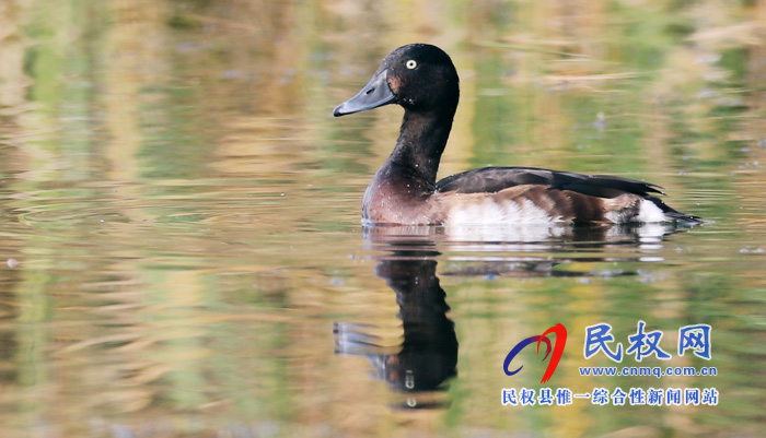 專題|聚焦黃河故道生態(tài)廊道美景 拍攝青頭潛鴨