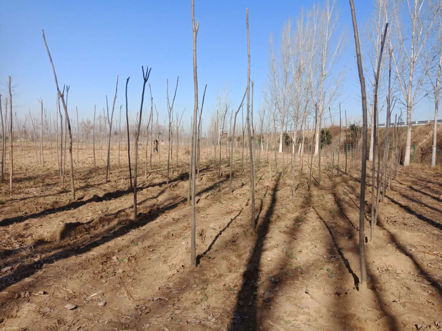 野崗鎮(zhèn)：趁墑情高速沿線植樹(shù)  防疫情持續(xù)加緊腳步