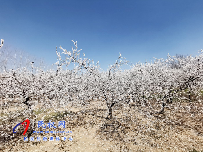 河南民權(quán)：杏花開(kāi) 春意濃