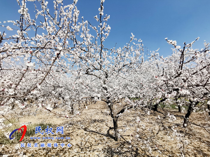 河南民權(quán)：杏花開(kāi) 春意濃