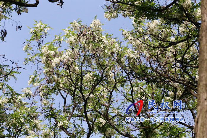 河南民權(quán)：又是槐花飄香時(shí)