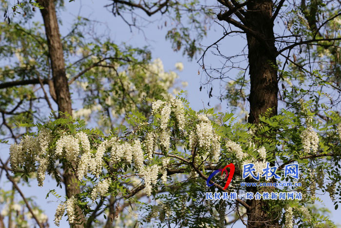 河南民權(quán)：又是槐花飄香時(shí)