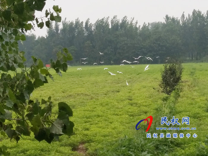 野崗鎮(zhèn)宜居生態(tài)好 白鷺翩翩飛