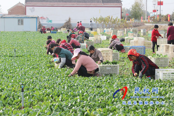 莊子鎮(zhèn) 蔬菜地里“話(huà)”豐收