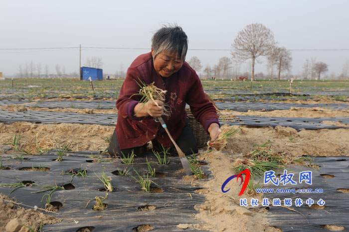 白云寺鎮(zhèn)：香蔥基地人備忙