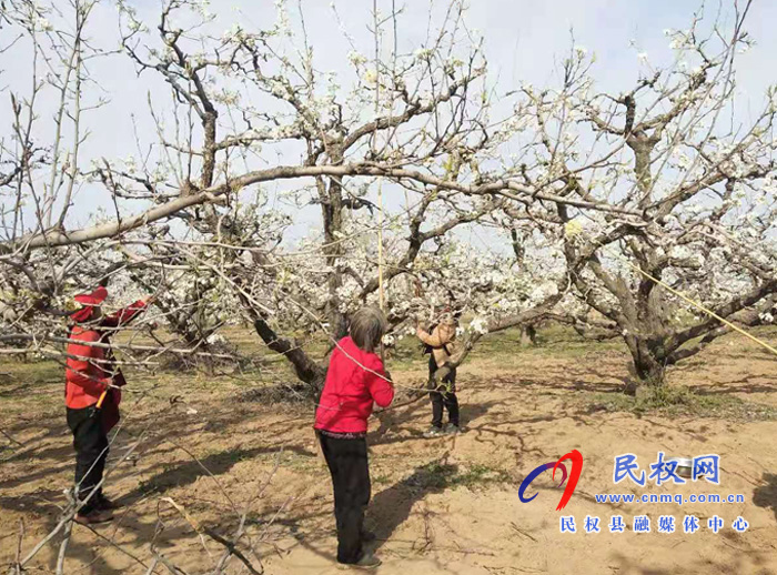 野崗鎮(zhèn)：萬畝梨園花正盛 賞花授粉正當(dāng)時