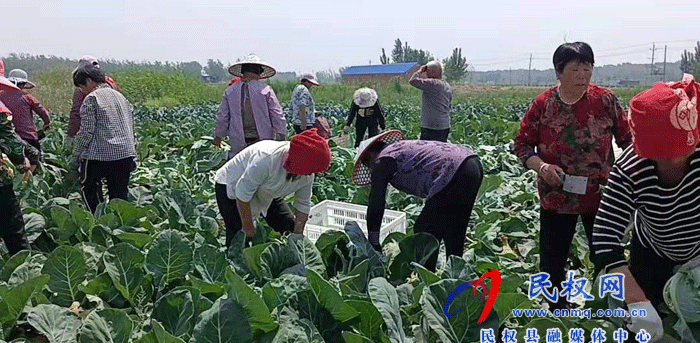 莊子鎮(zhèn)種上西蘭花 摘下“致富花”