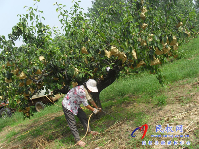 園藝站：重視果園夏管，組織技術(shù)人員進(jìn)園入戶進(jìn)行指導(dǎo)