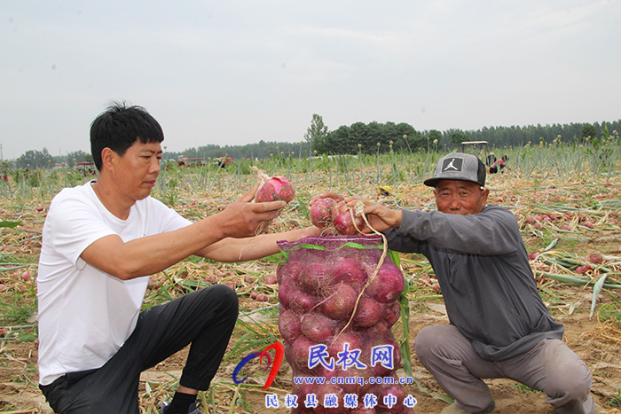 民權(quán)縣花園鄉(xiāng)：洋蔥喜獲豐收農(nóng)戶“蔥蔥”忙忙