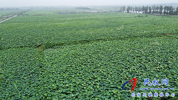 北關(guān)鎮(zhèn)黃河故道背河洼地萬畝荷花盛開