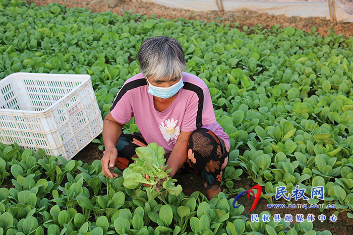 民權縣褚廟鄉(xiāng)： 大棚蔬菜喜豐收  產(chǎn)業(yè)興旺促振興