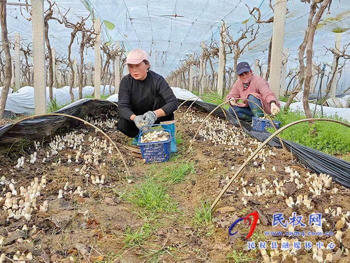 小菌菇 大能量——林下種植菌菇，助推鄉(xiāng)村振興