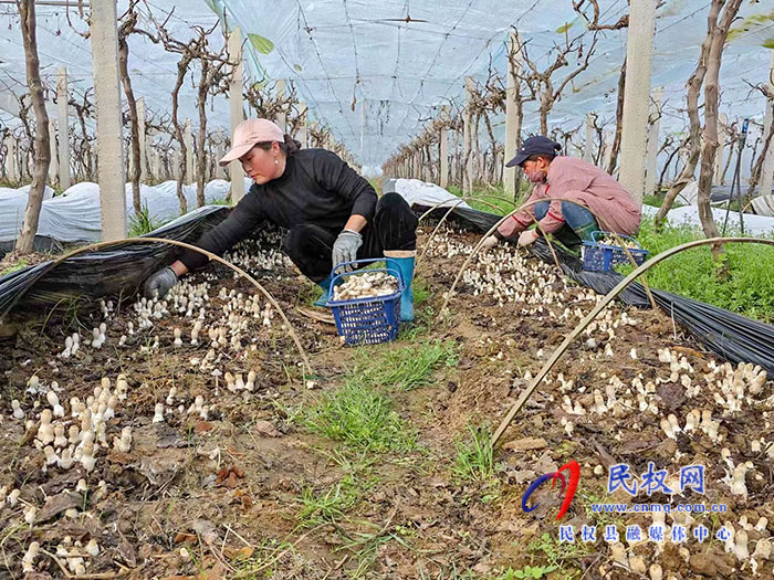 小菌菇 大能量——林下種植菌菇，助推鄉(xiāng)村振興