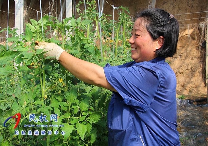 褚廟鄉(xiāng)：蔬菜大棚管理忙 精心整枝迎豐產(chǎn)