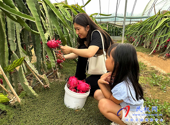 民權縣褚廟鄉(xiāng)：火龍果讓村民日子更紅火